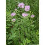 Wild Bergamot